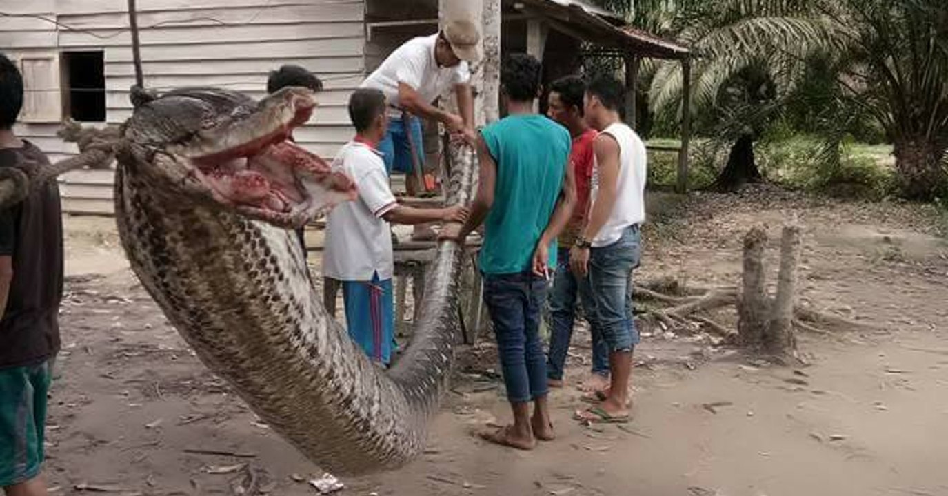 Eine riesige Python greift Anwohner an. Doch sie wissen sich zu wehren
