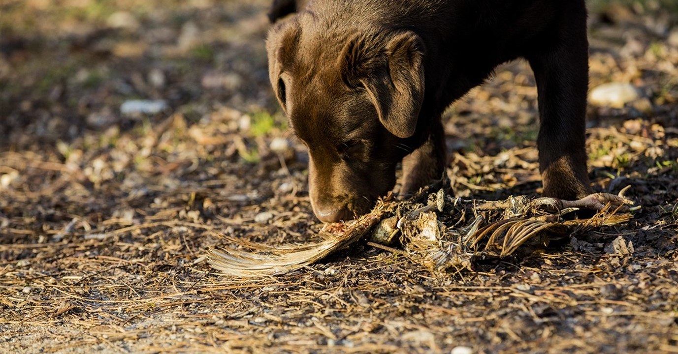 Hundehalter, aufgepasst: Die Polizei warnt vor präparierten Tierködern