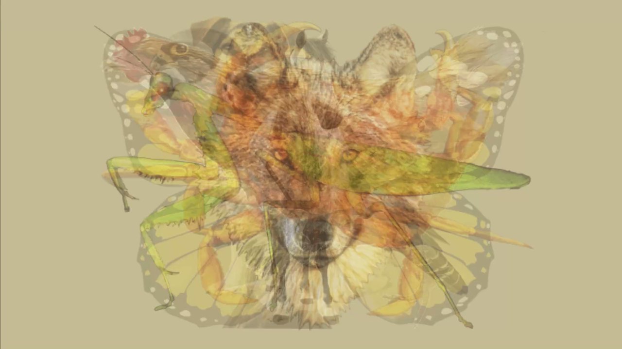 Das erste Tier, das du siehst, verrät etwas über deine Persönlichkeit