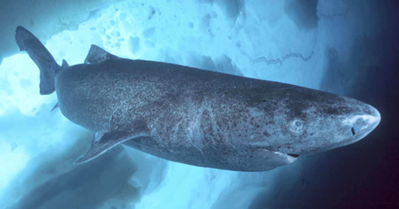 Haben Forscher tatsächlich einen 512 Jahre alten Grönlandhai entdeckt?