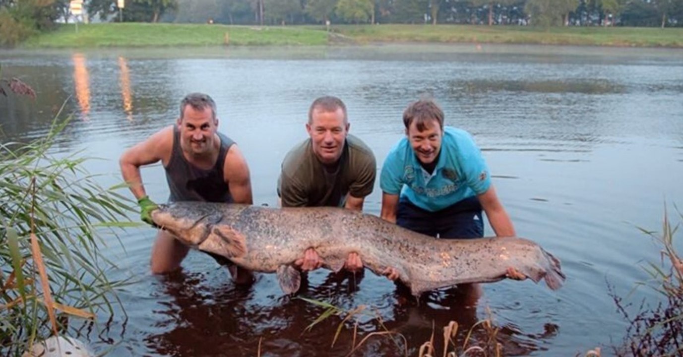 Sie fangen einen Riesenwels in der Ems