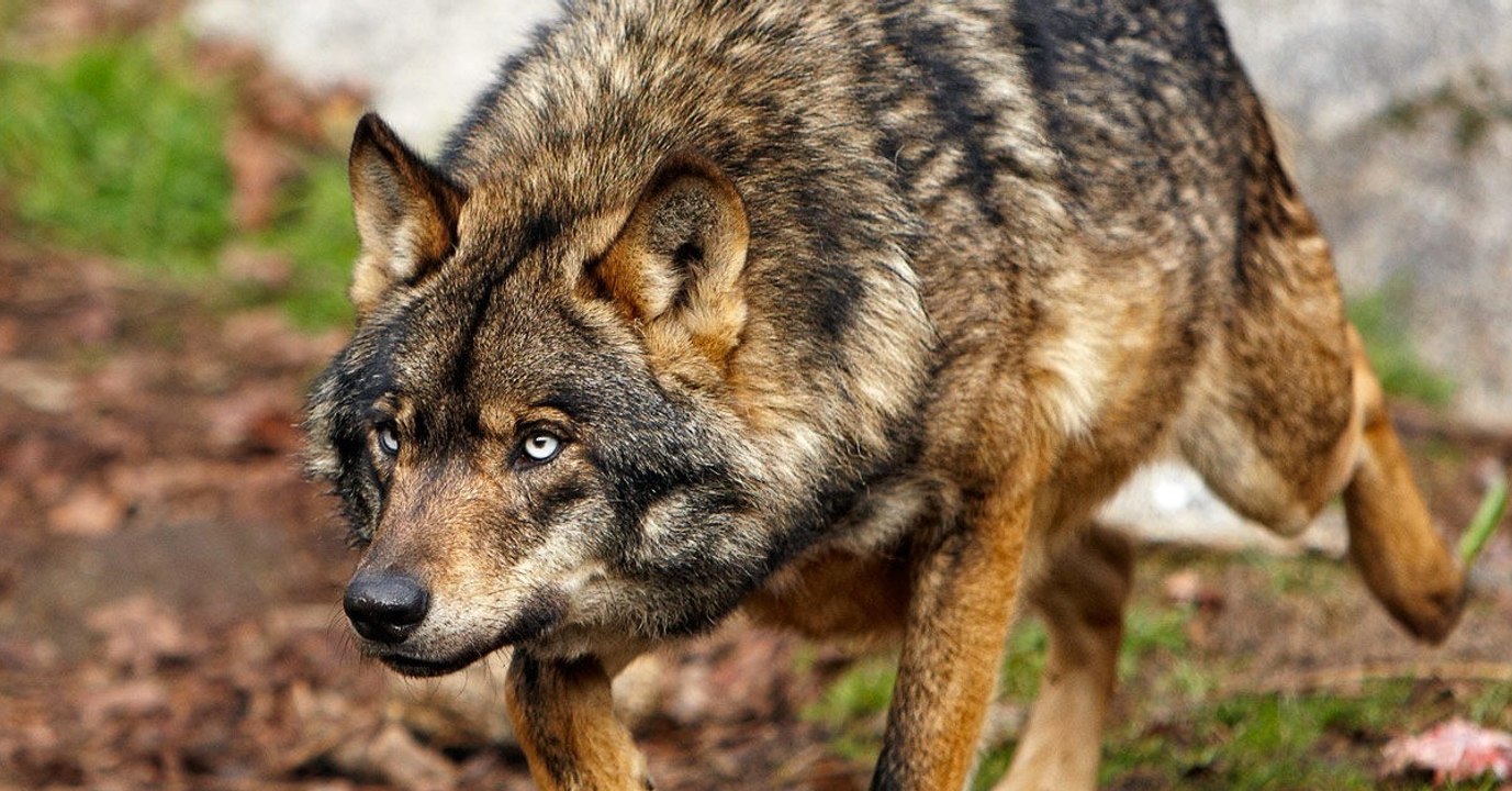 Wölfe aus Gehege in Bayern ausgebrochen und zum Abschuss freigegeben
