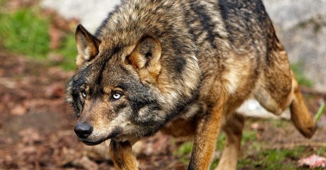 Wölfe aus Gehege in Bayern ausgebrochen und zum Abschuss freigegeben