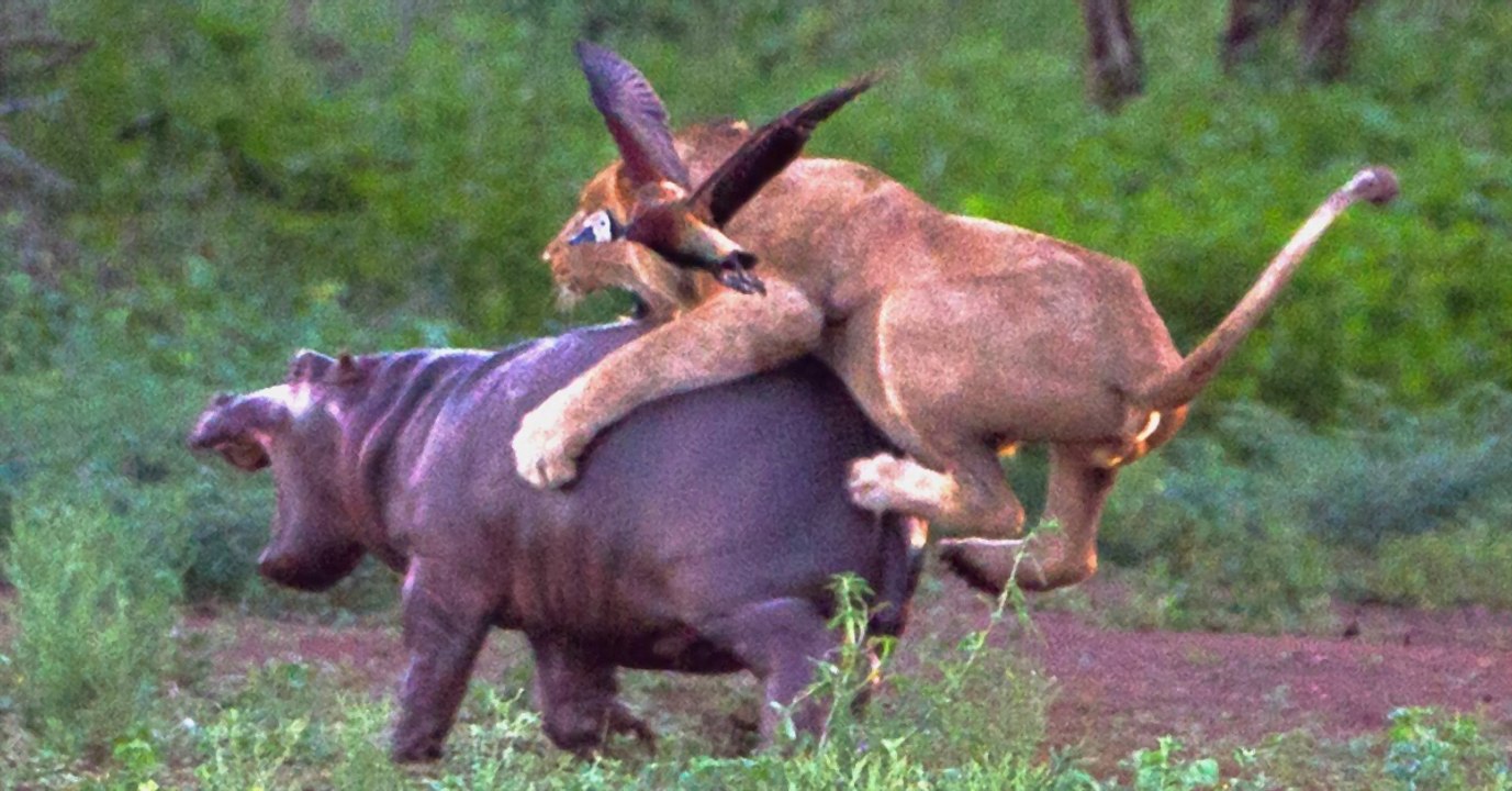 Die Löwin attackiert das Nilpferd-Baby. Doch mit dessen Mama hat sie nicht gerechnet