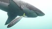 Forscher entdecken Urzeit-Hai: Dann begreifen sie, wie alt dieses Tier wirklich ist