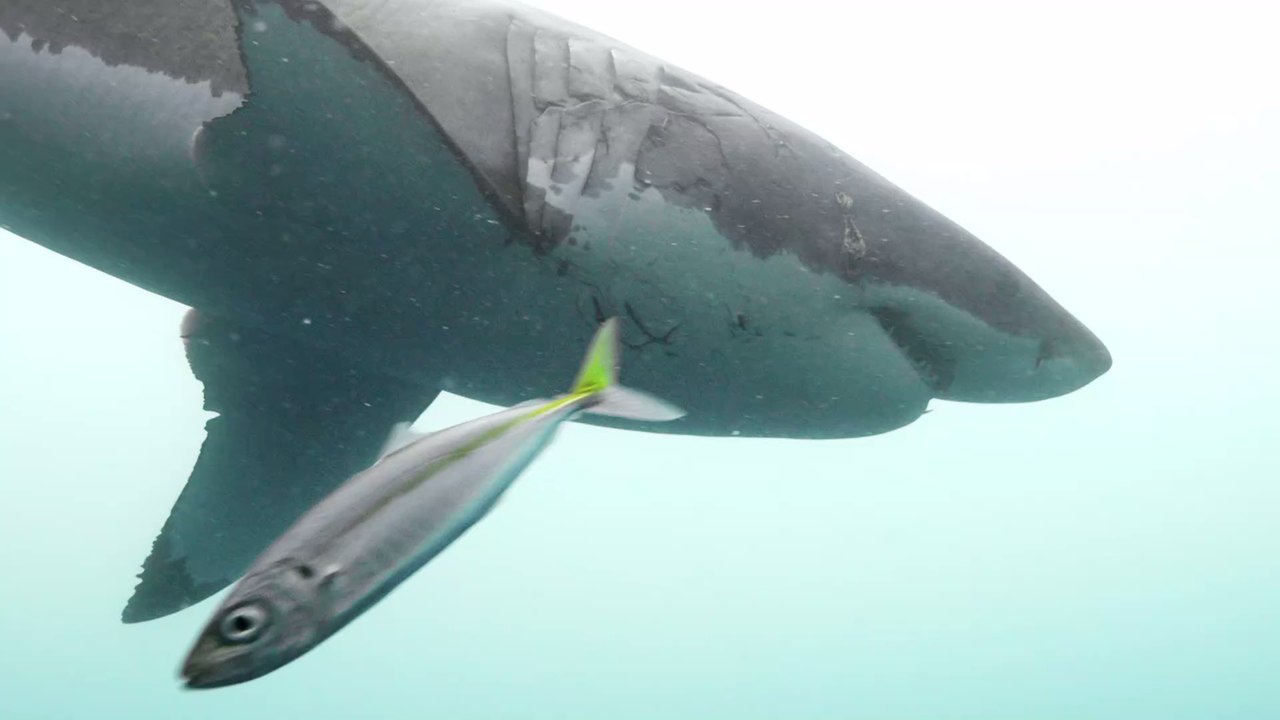 Forscher entdecken Urzeit-Hai: Dann begreifen sie, wie alt dieses Tier wirklich ist
