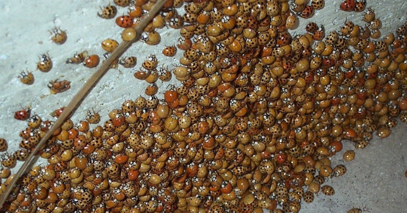 Marienkäferinvasion in Deutschland: Die kleinen Glücksbringer werden zur Plage