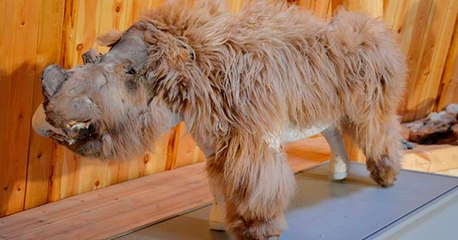 Wissenschaftler hauchen Baby-Wollnashorn aus der Eiszeit neues Leben ein