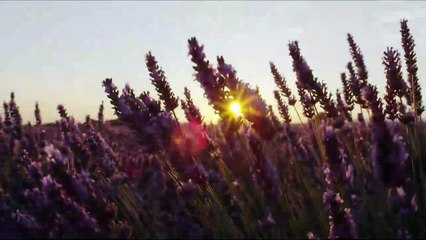 Relaxer Orijinal Fragman