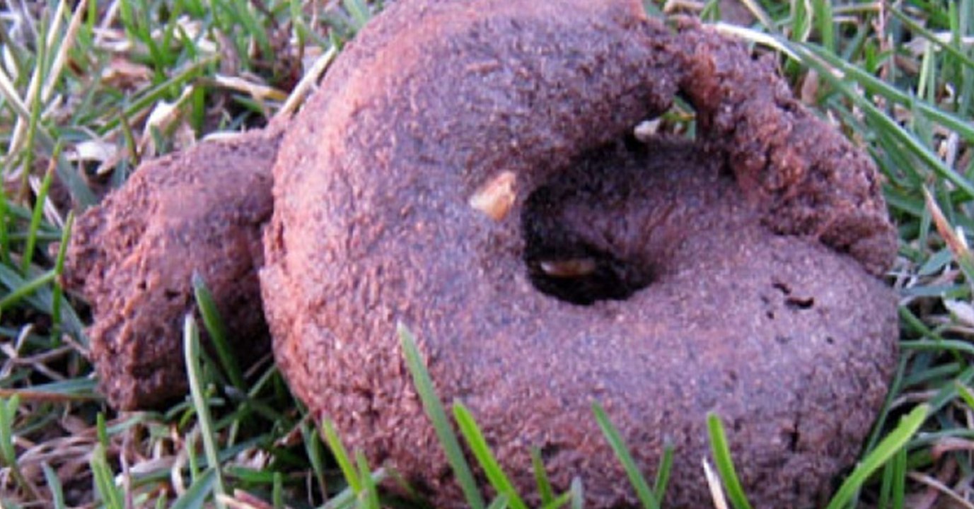 Neuer Beschluss: Hundehalter müssen für Hundehaufen zahlen