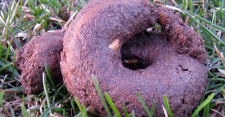 Neuer Beschluss: Hundehalter müssen für Hundehaufen zahlen