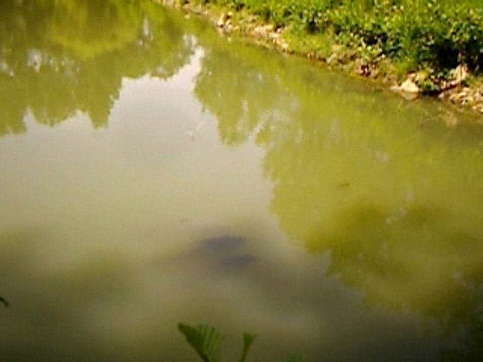 Carpes en surface