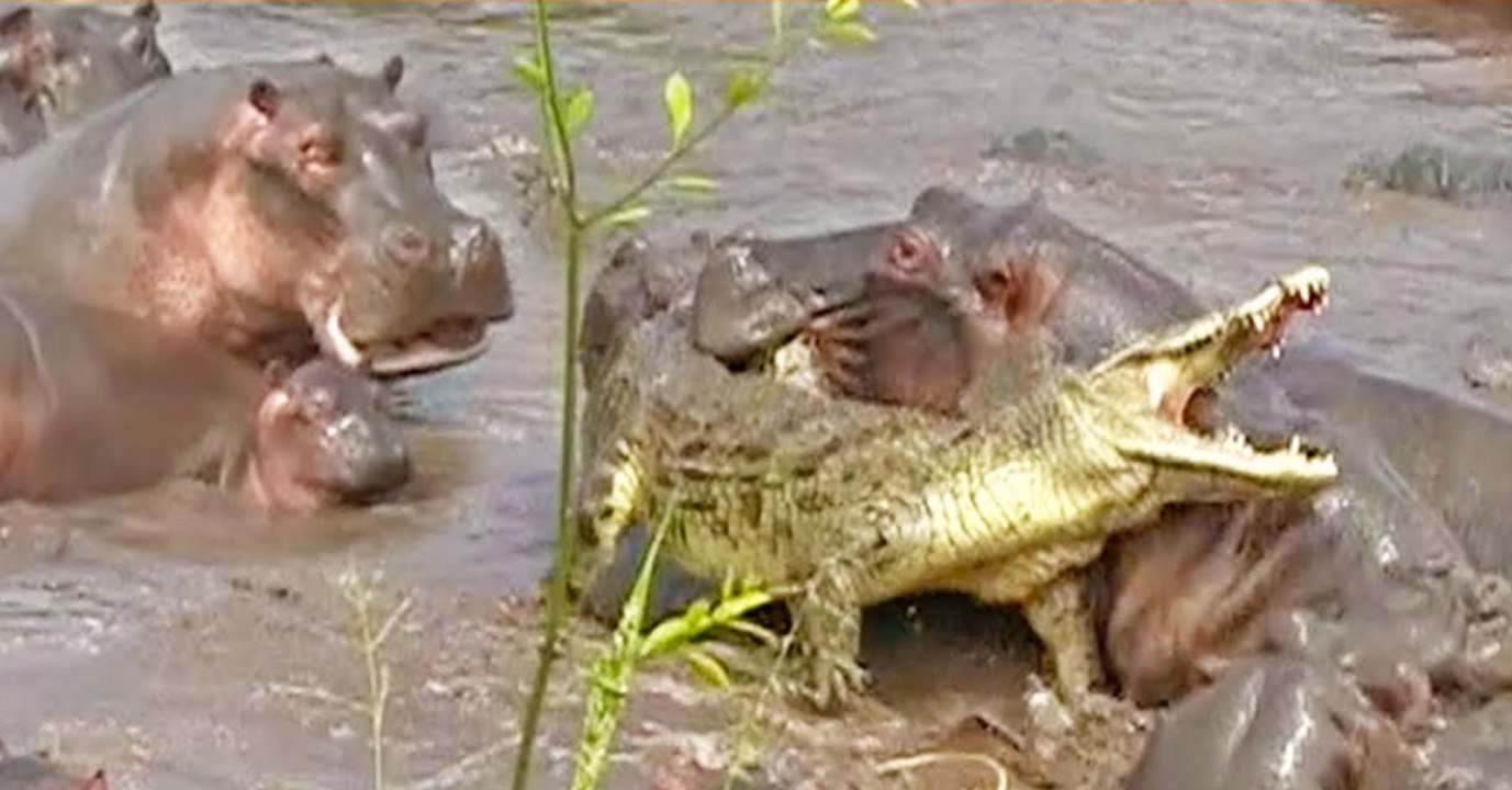 Das Krokodil wagt sich mitten in eine Horde von Nilpferden und bereut es sofort