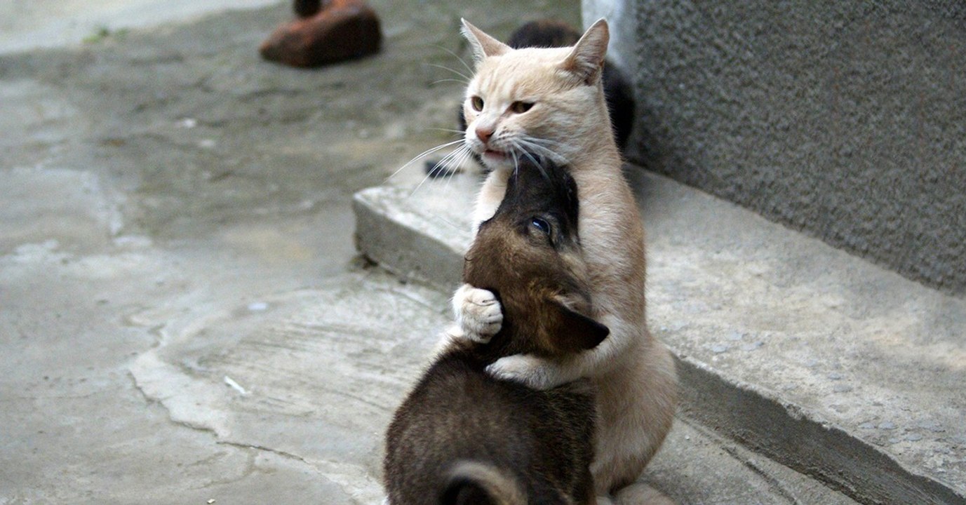 Katze kann Gefühle nicht zurückhalten: Nach 10 Tagen ist ihr verlorener Hundefreund wieder da