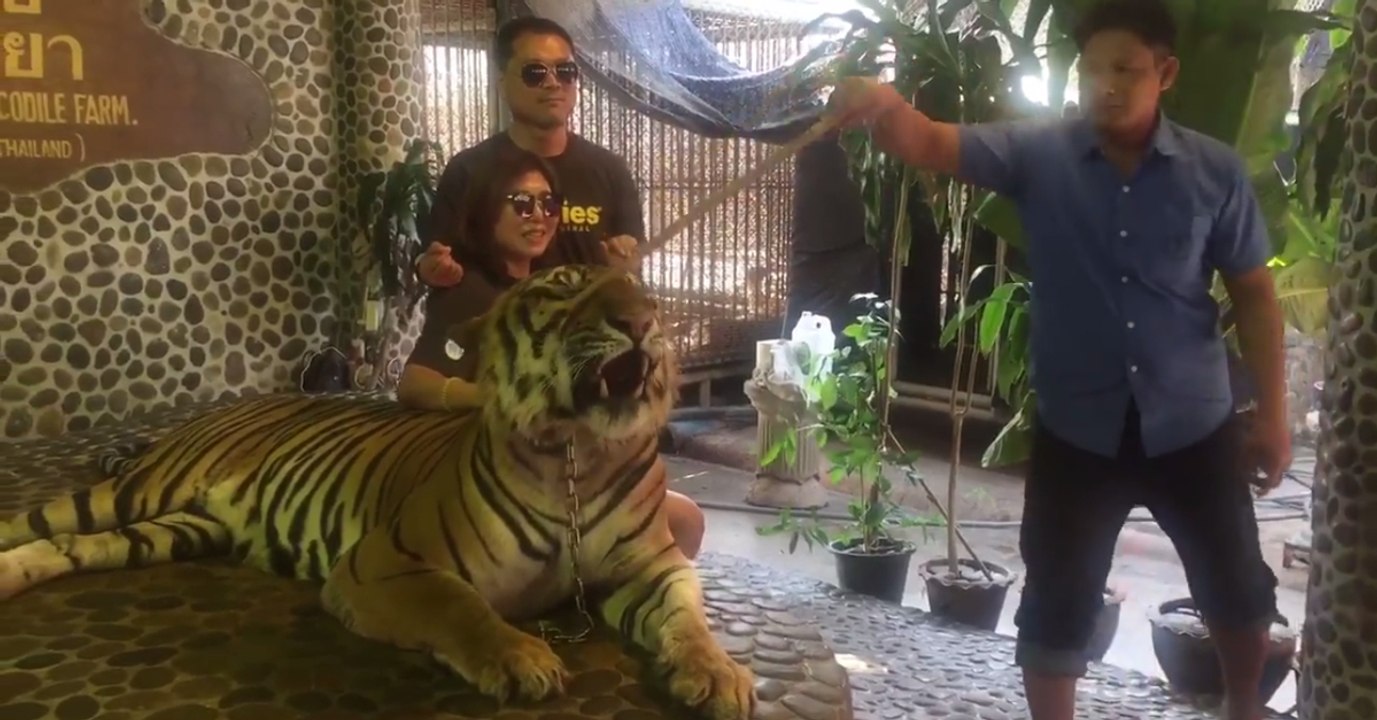 Empörung im Netz: So fies wird ein Tiger zu Fotos mit Touristen gezwungen