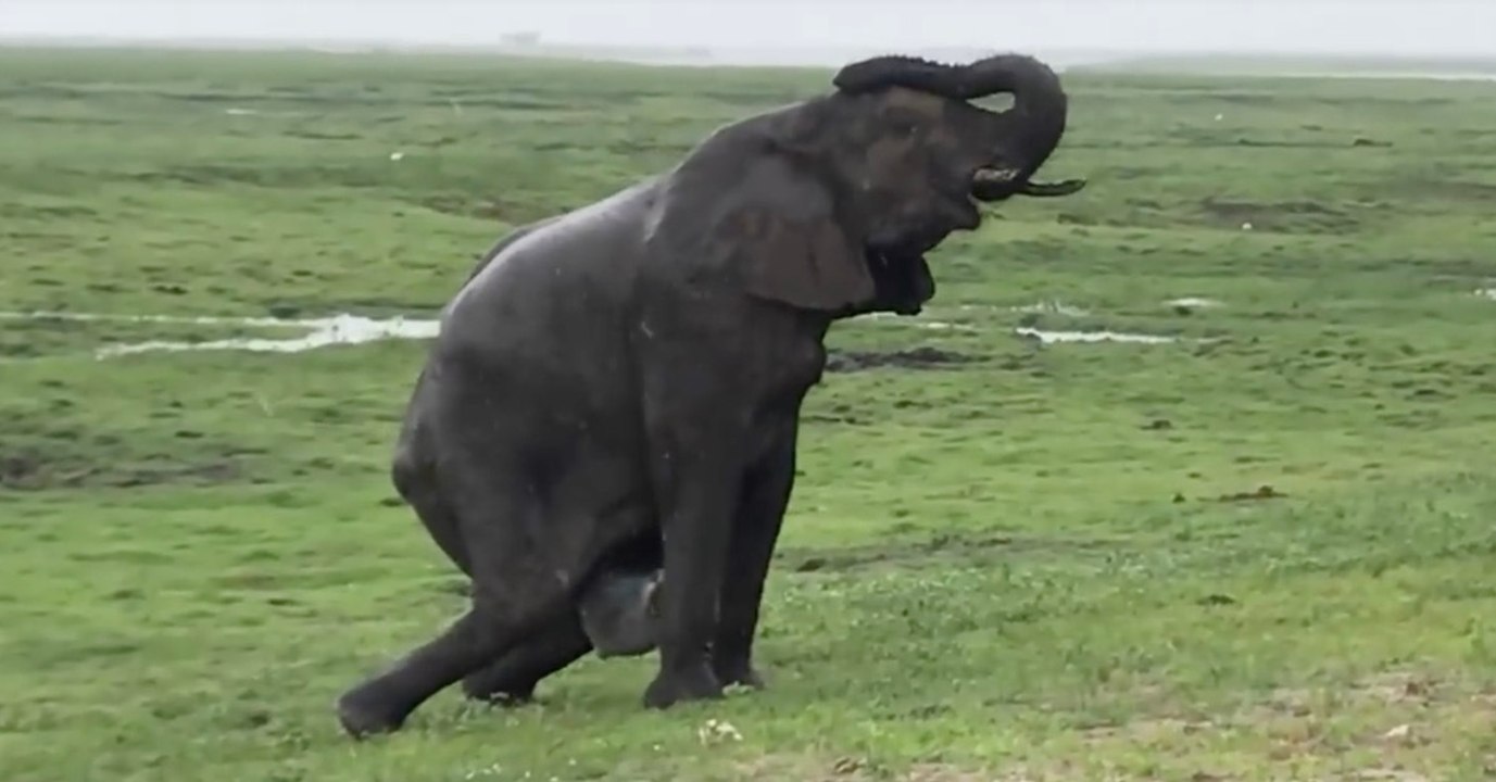 Elefantengeburt in wildpark in afrika: herde eilt zum schutz herbei