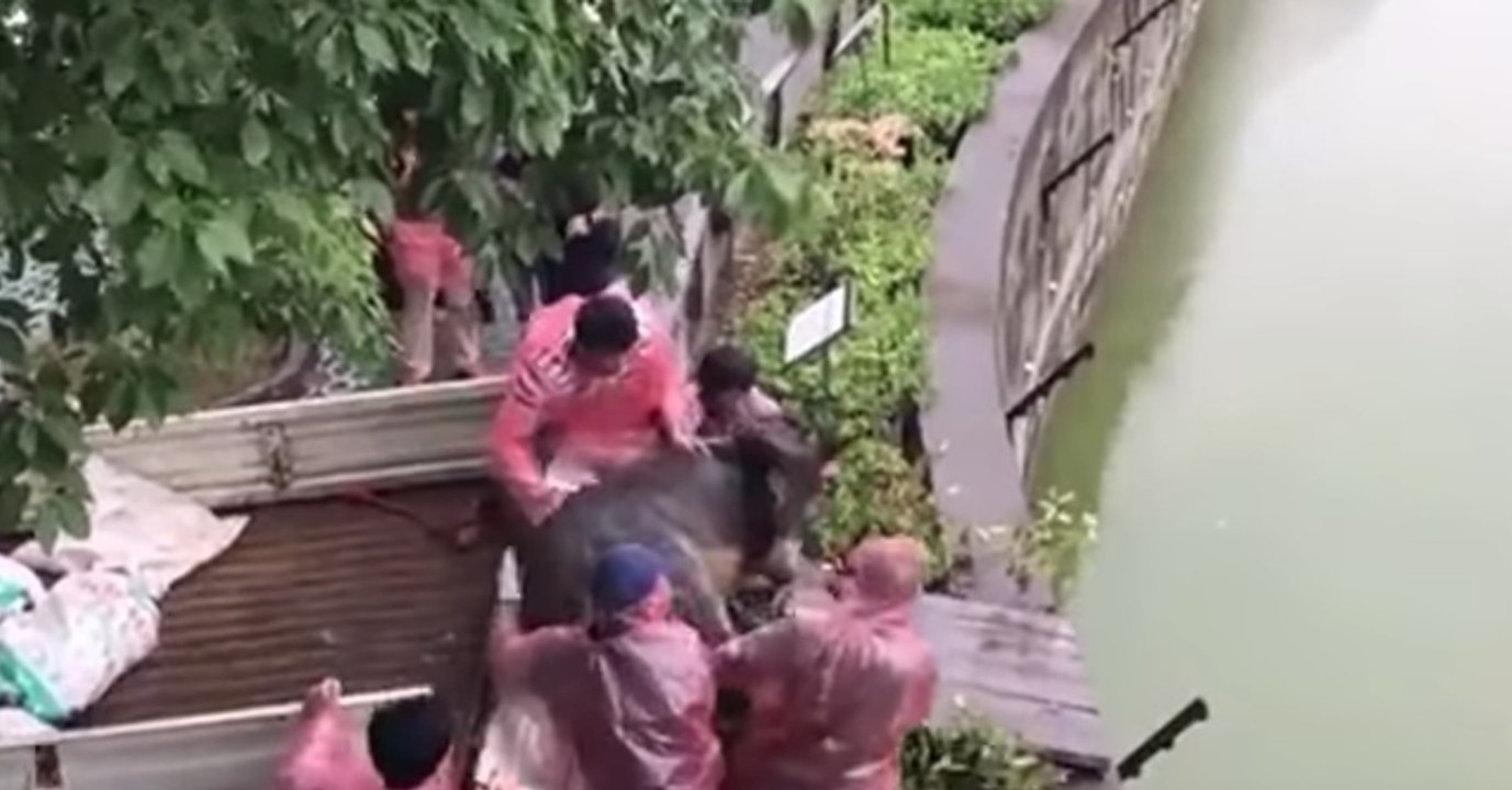 Zoo: was die männer mit dem esel vorhaben, ist widerwärtig!