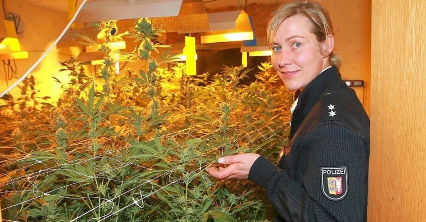 Polizei fordert Cannabis-Legalisierung