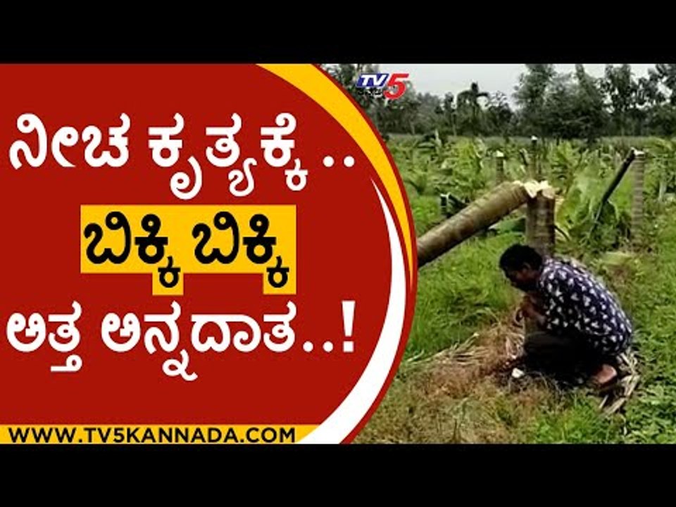ನೀಚ ಕೃತ್ಯಕ್ಕೆ ..ಬಿಕ್ಕಿ ಬಿಕ್ಕಿ ಅತ್ತ ಅನ್ನದಾತ..! |farmer | arecanut tree | adike tree | tv5 kannada