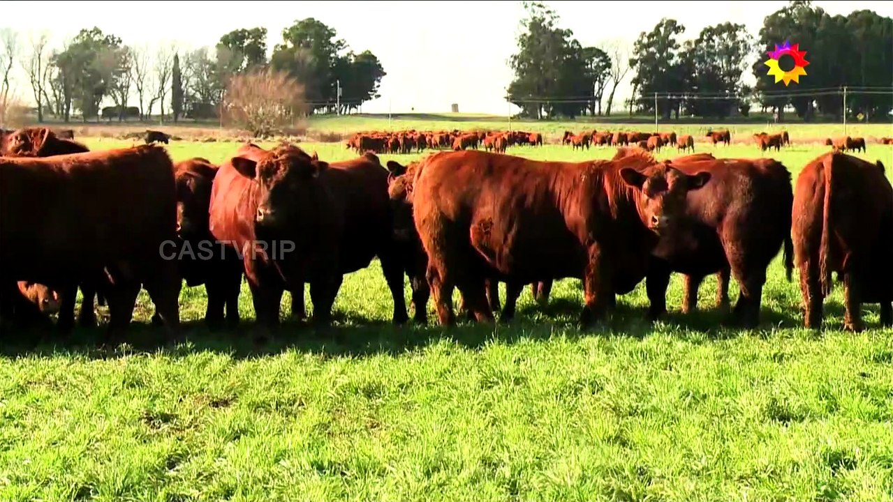 Fin de Cine Trece e inicio de AgroTV por El Trece Satelital