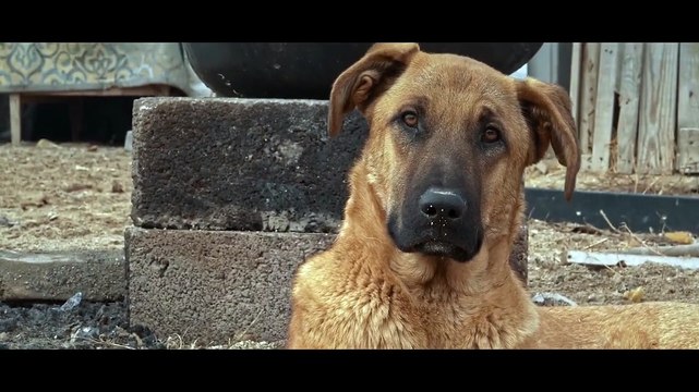 Köpek Filmi Orijinal Fragman