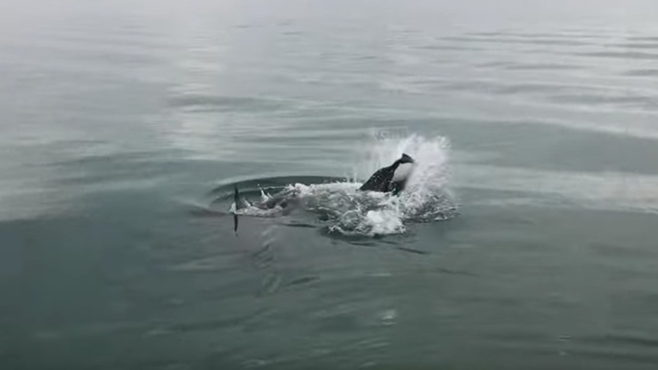 Weißer Hai reißt sich einen Delfin: Doch dann taucht ein noch größerer Hai auf