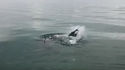 Weißer Hai reißt sich einen Delfin: Doch dann taucht ein noch größerer Hai auf
