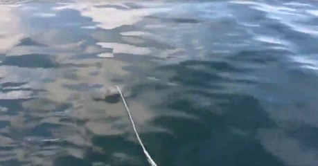 Touristen stecken Köder ins Wasser und bereuen es sofort