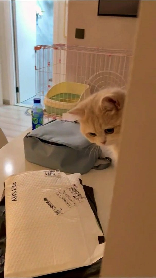 ⁣- Cute And Funny Cat -cat Activities Compilation 1