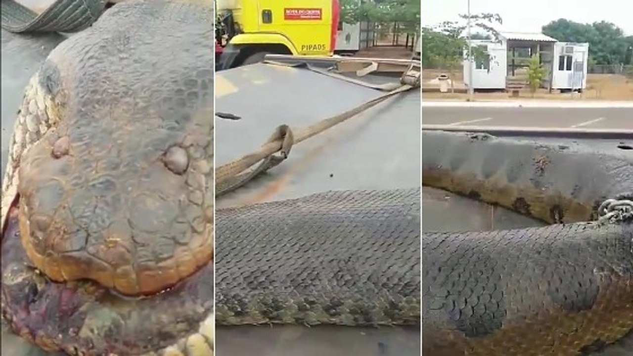 Fund in Brasilien: Wie konnte diese Schlange nur so groß werden?