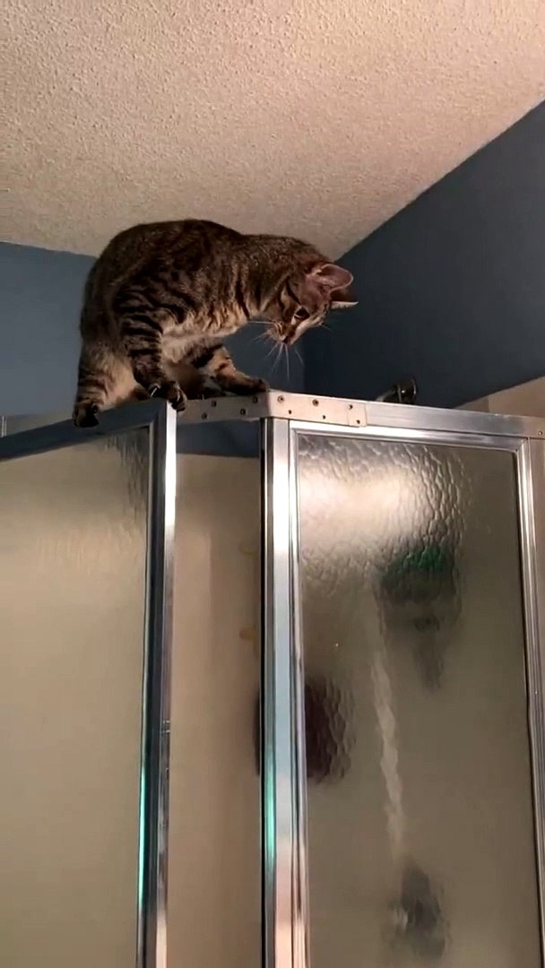 - Cute And Funny Cat -cat Activities Compilation 1