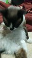el gato chocolate en tik tok se limpia el pelo sentado en la cama animal y mascota felino