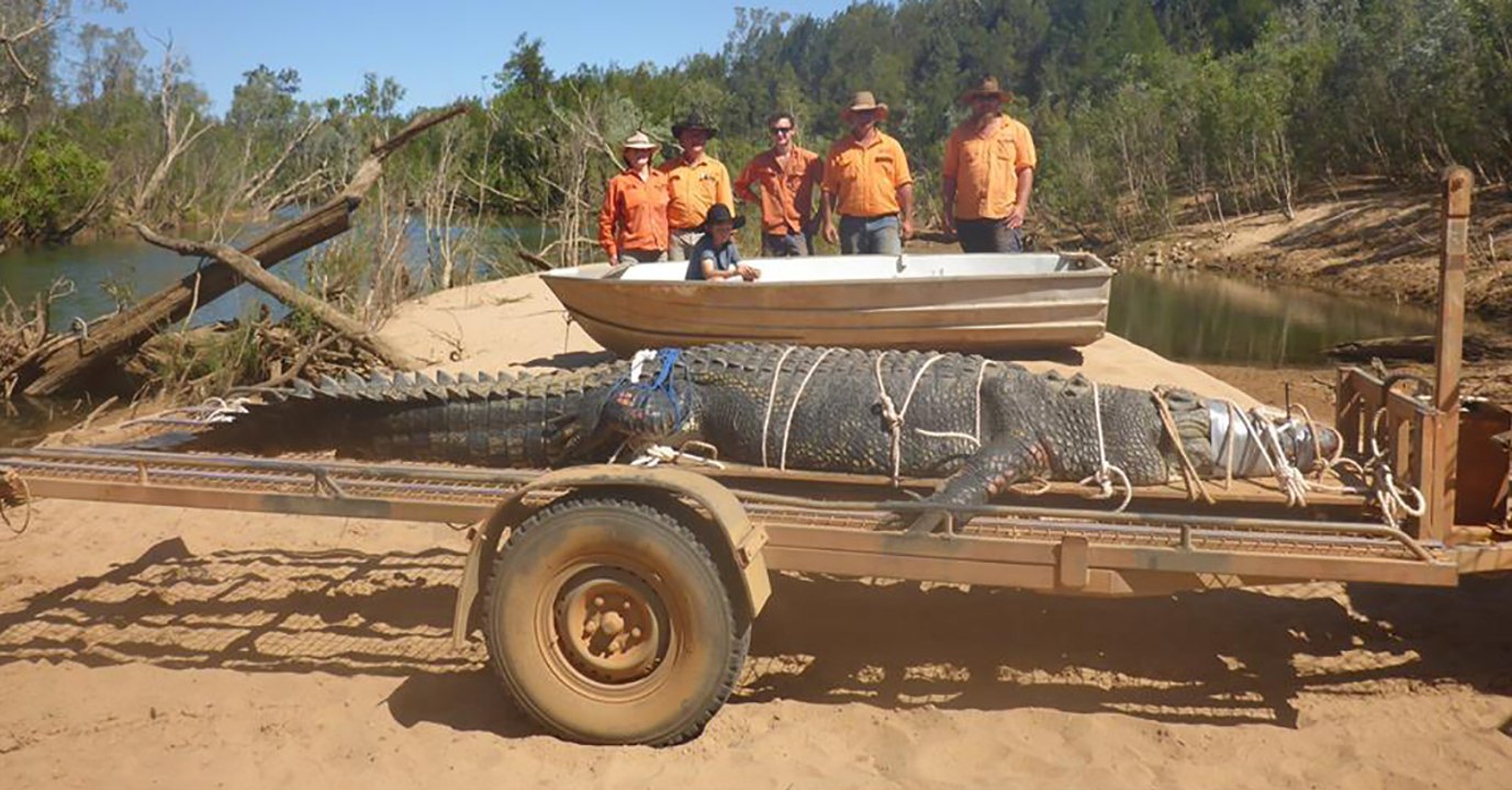 Riesiges Leistenkrokodil nach jahrelanger Verfolgungsjagd in Australien gefangen