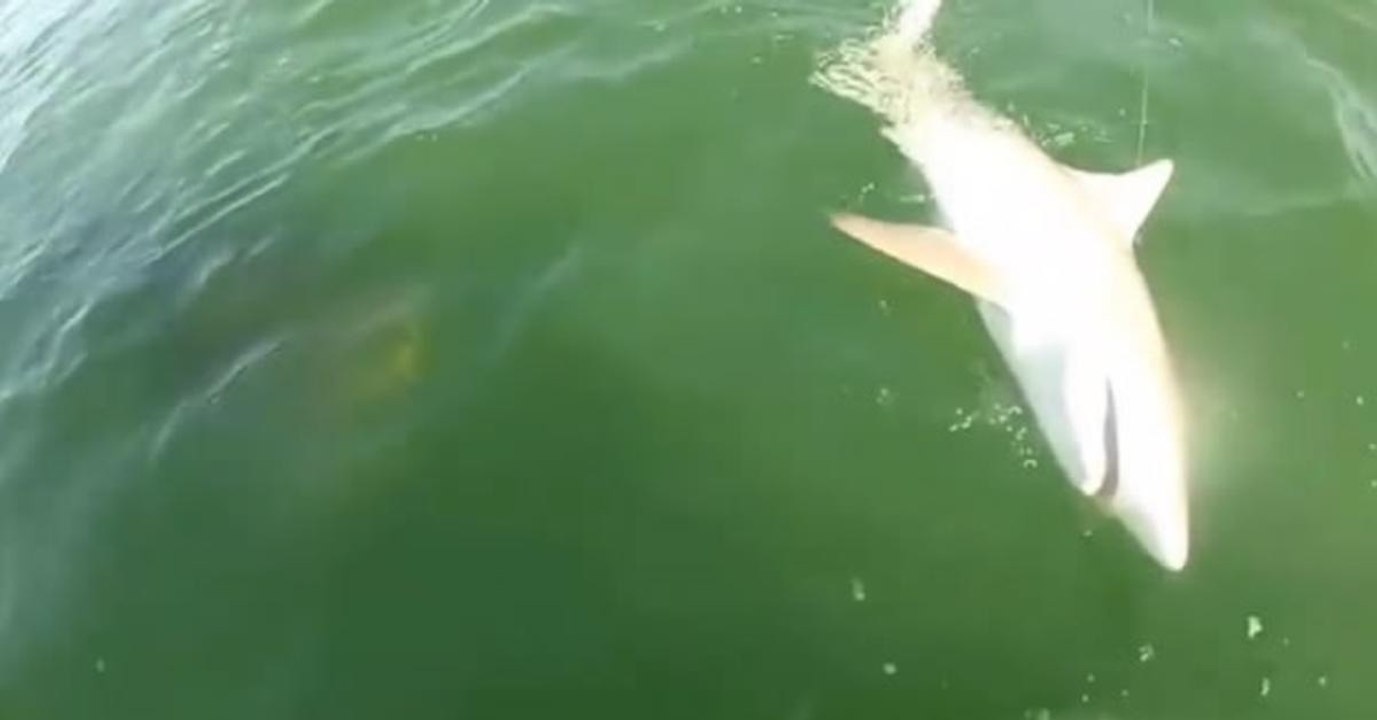 Hai wird von einem monströsen Fisch in nur einem Bissen aufgefressen
