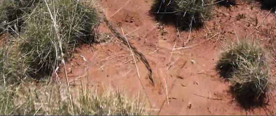 Sweet Country Orijinal Fragman (2)