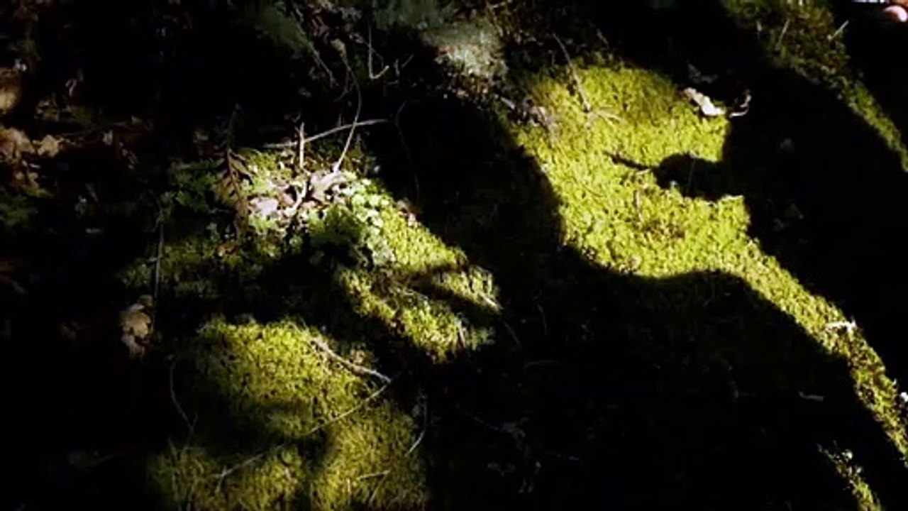 Lúa Vermella Fragman