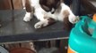 el gato chocolate en el patio viendo como se alimentan los perros panchito y rayito con sus croquetas