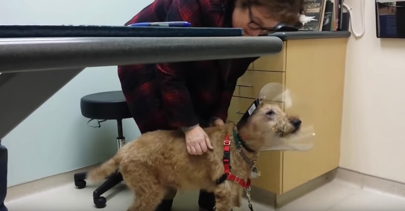 Unglaubliche Reaktion: Ihr Hund sieht nach einer OP zum ersten Mal