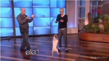 Uggie, le chien de The Artist, fait du skateboard chez Ellen DeGeneres
