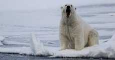 Angriffe und Jagd auf Menschen: Warum dieses Dorf von einer Horde Eisbären überfallen wird (Video)