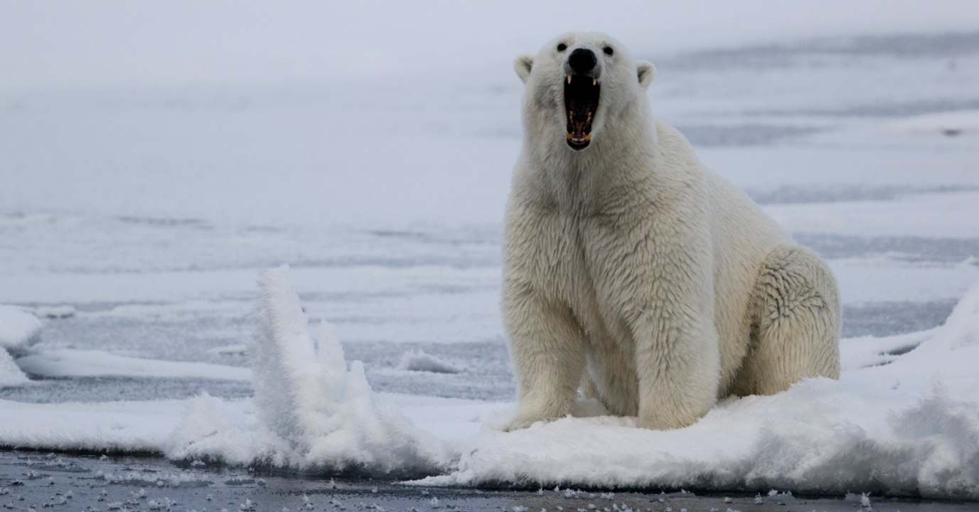 Angriffe und Jagd auf Menschen: Warum dieses Dorf von einer Horde Eisbären überfallen wird (Video)