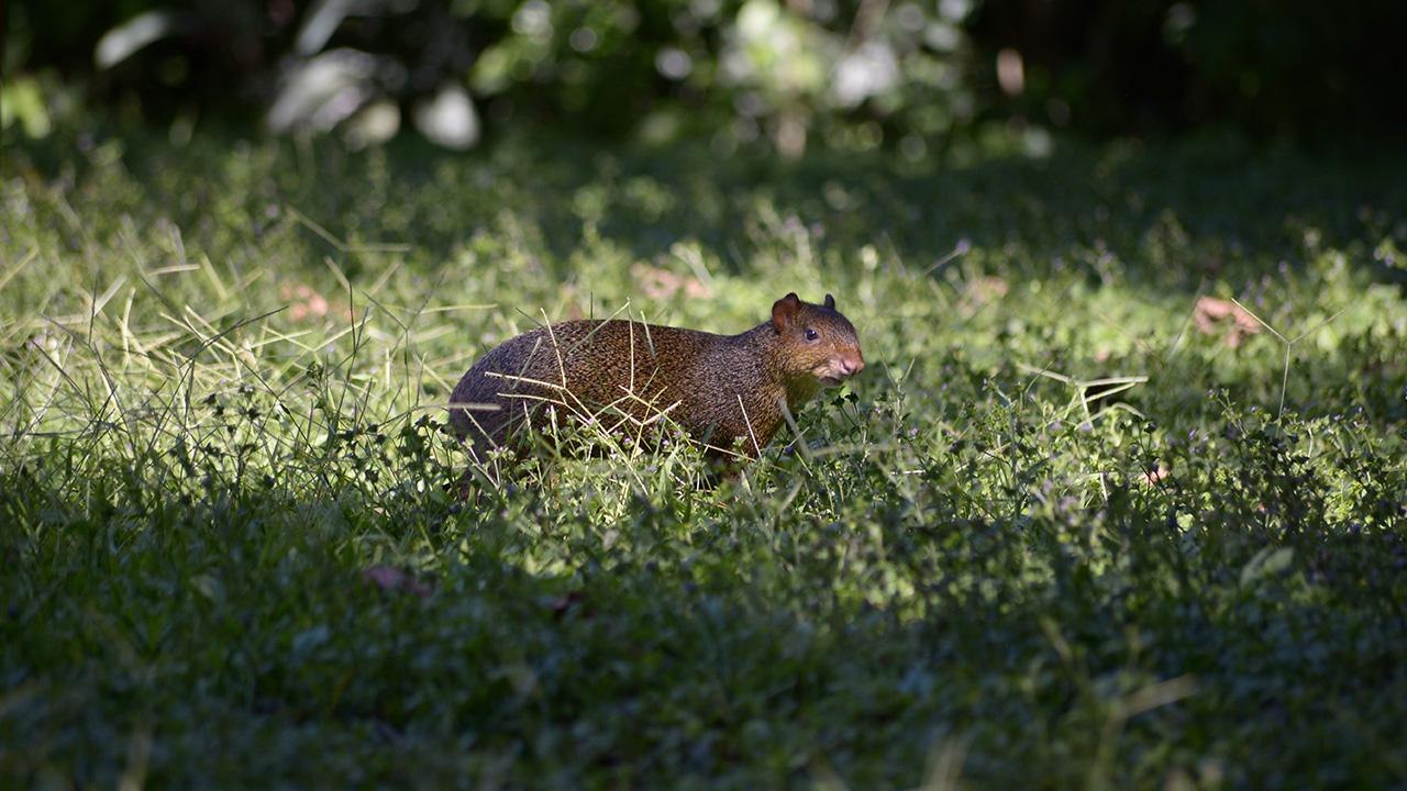 Schlechte Nachrichten: Nager übertragen Virus beunruhigend schnell