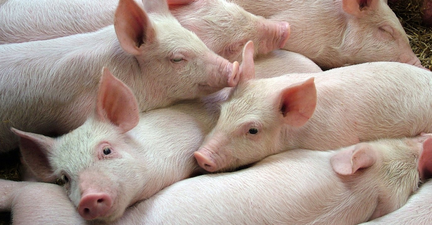 Deutschland: 900 Schweine sterben qualvoll - wegen Einbrecher
