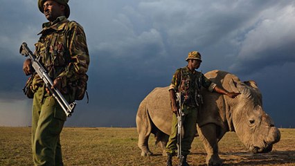 Diese Strafe soll jetzt Wilderern von Nashörnern gehörig Angst machen!