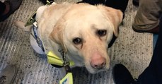 Dramatischer Fall in U-Bahn: Blinder Mann und Hund kämpfen mit Tränen