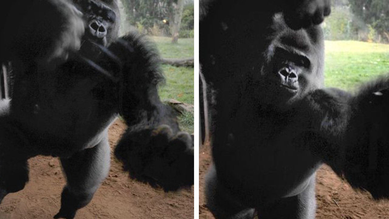 Gorilla zerschlägt Scheibe seines Geheges und hat nur ein Ziel