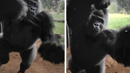 Gorilla zerschlägt Scheibe seines Geheges und hat nur ein Ziel