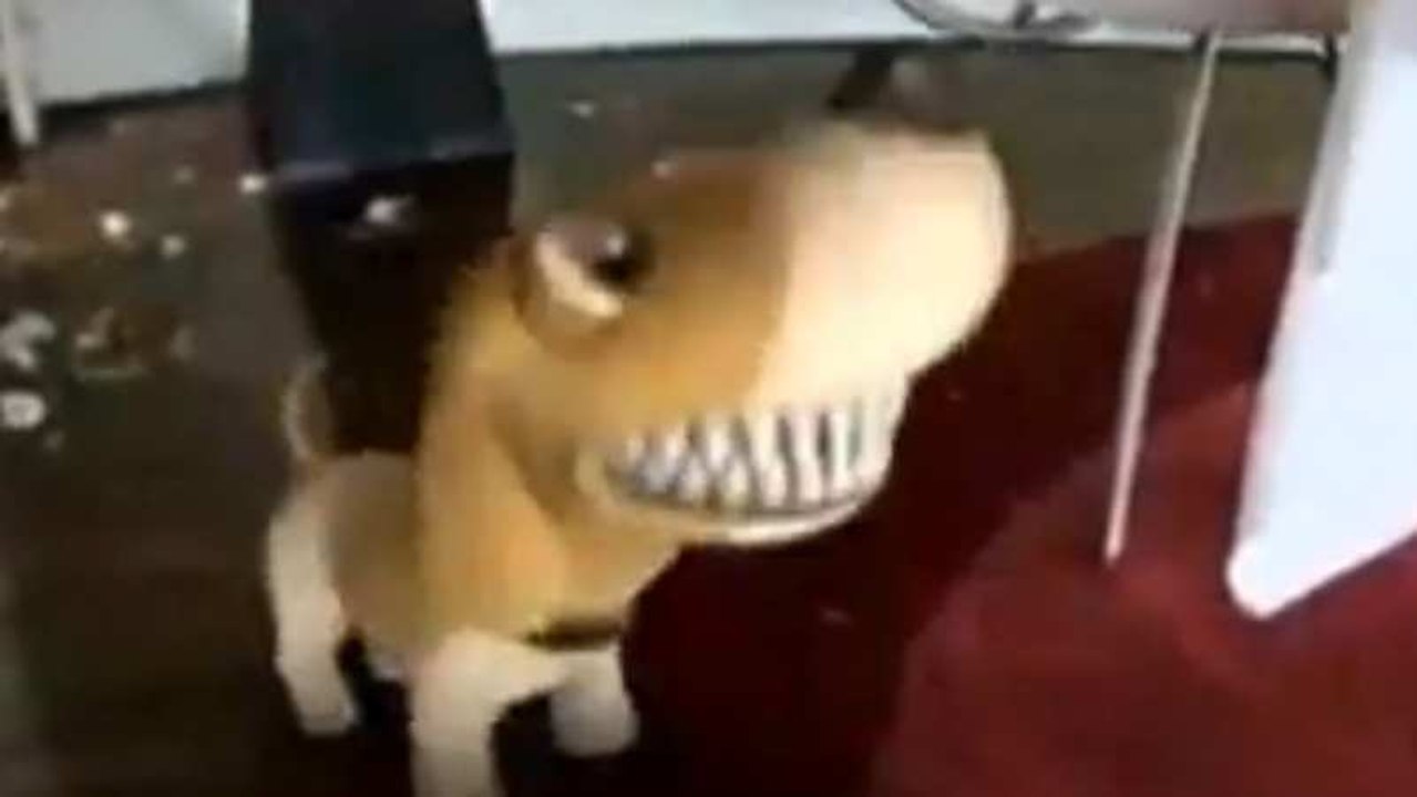 M6 : Karine Molinié,  présentatrice de l'émission "Au secours, mon chien fait la loi", est décédée