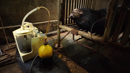 Bärenfarmen: Diese Praktiken sind an Grausamkeit nicht zu überbieten