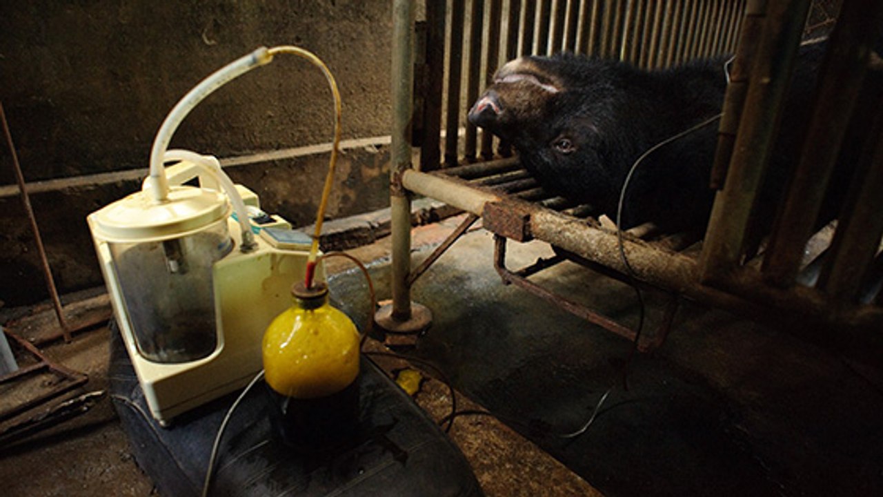 Bärenfarmen: Diese Praktiken sind an Grausamkeit nicht zu überbieten